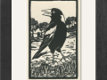 magpie